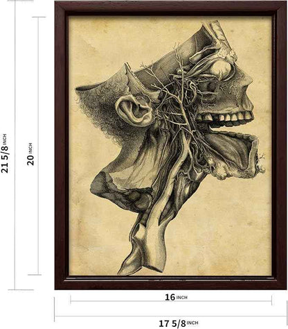 Poster Master Human Skull Canvas - Retro Medical Print - Anatomy Art - Cross Section Art - Gift for Physician, Doctor & Nurse - Decor for Office, Hospital or Clinic - 16x20 Brown Framed Canvas
