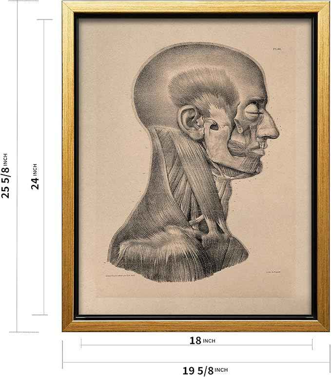 Poster Master Vintage Science Canvas - Retro Muscles of Head And Neck Print - Anatomy Art - Gift for Nurse & Doctor - Wall Decor for Office, Clinic or Hospital - 18x24 Gold Framed Canvas