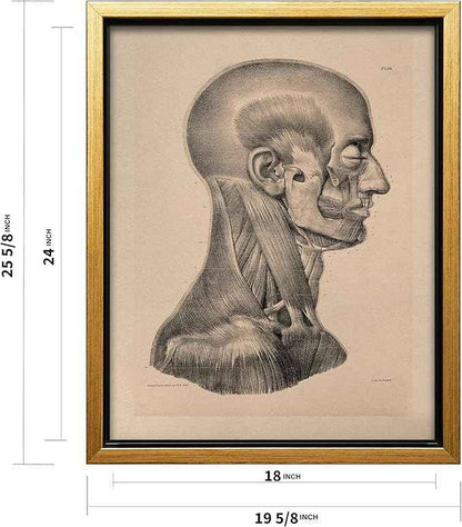 Poster Master Vintage Science Canvas - Retro Muscles of Head And Neck Print - Anatomy Art - Gift for Nurse & Doctor - Wall Decor for Office, Clinic or Hospital - 18x24 Gold Framed Canvas