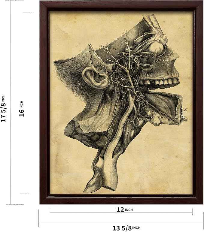 Poster Master Human Skull Canvas - Retro Medical Print - Anatomy Art - Cross Section Art - Gift for Physician, Doctor & Nurse - Decor for Office, Hospital or Clinic - 12x16 Brown Framed Canvas