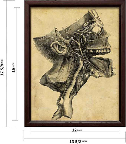 Poster Master Human Skull Canvas - Retro Medical Print - Anatomy Art - Cross Section Art - Gift for Physician, Doctor & Nurse - Decor for Office, Hospital or Clinic - 12x16 Brown Framed Canvas