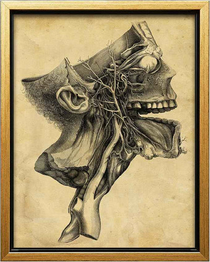 Poster Master Human Skull Canvas - Retro Medical Print - Anatomy Art - Cross Section Art - Gift for Physician, Doctor & Nurse - Decor for Office, Hospital or Clinic - 24x32 Gold Framed Canvas